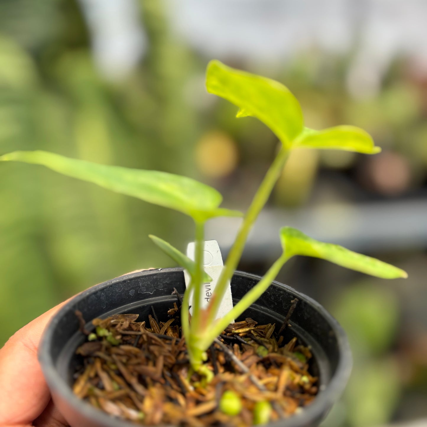 Anthurium Papi Pink x Crystal Dark Form