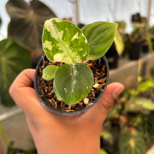 Aglaonema Pictum Bicolor Variegated - Indonesian Rare Plants