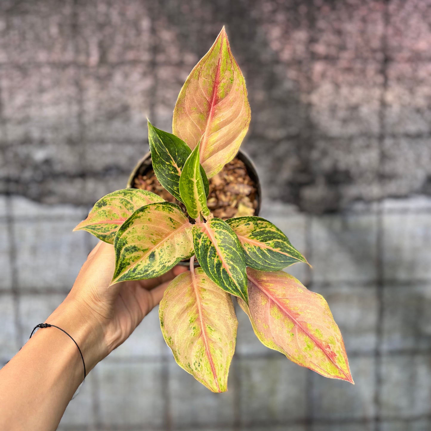 Aglaonema Light Of Diamond — rare Indonesian plant
