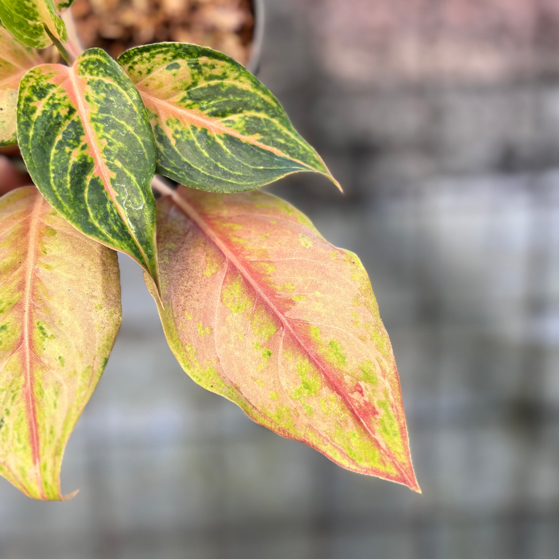 Aglaonema Light Of Diamond — photo 2