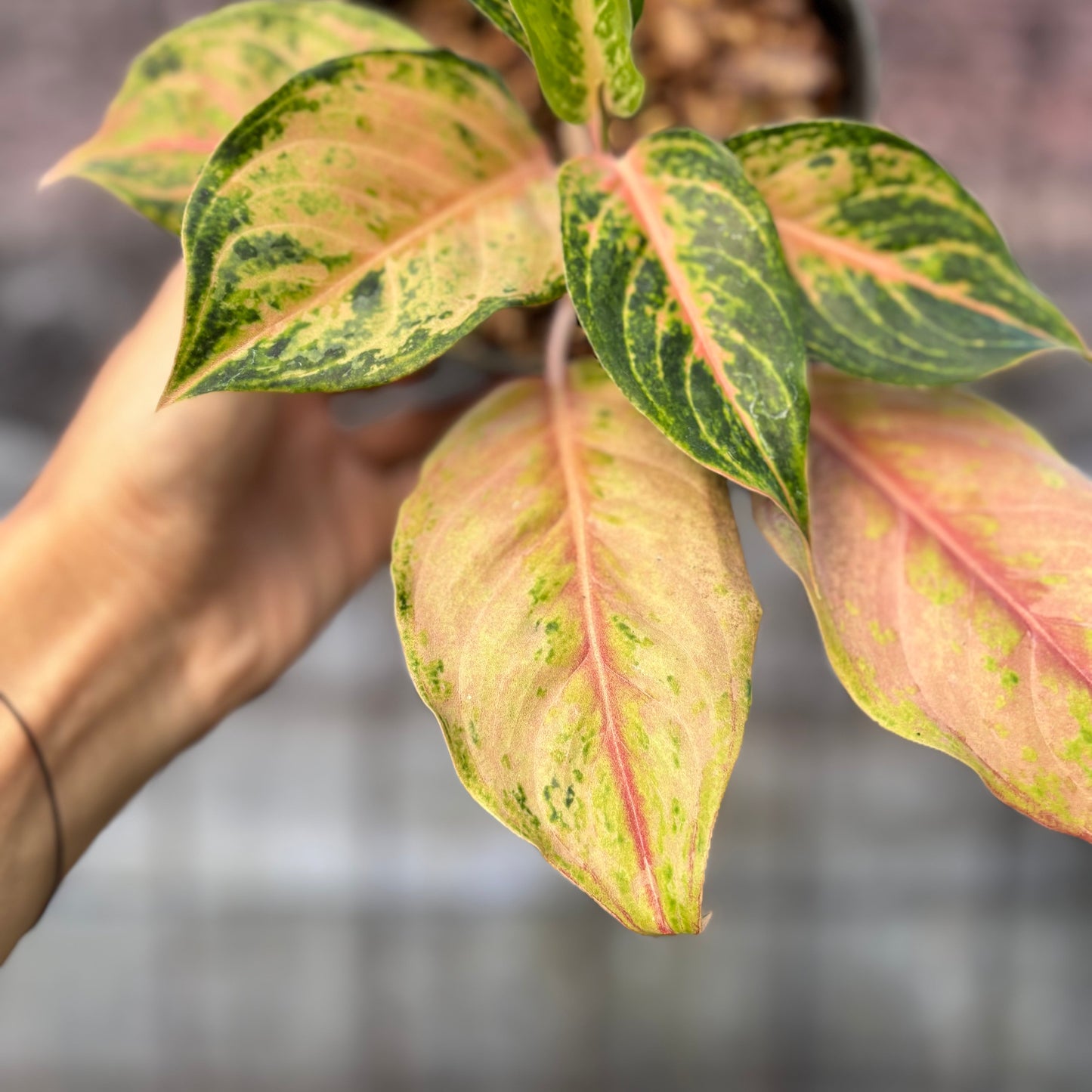 Aglaonema Light Of Diamond — photo 3