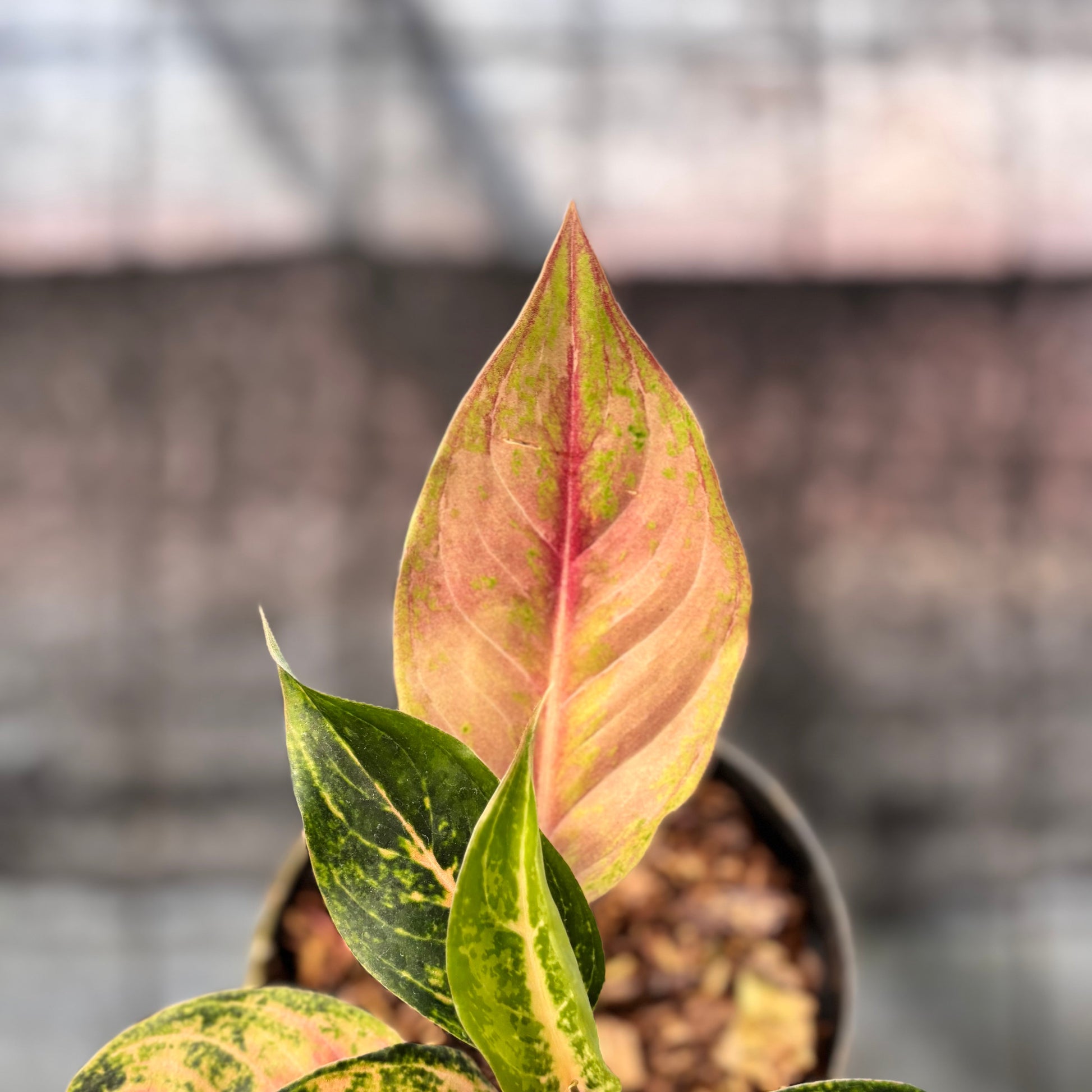 Aglaonema Light Of Diamond — photo 4