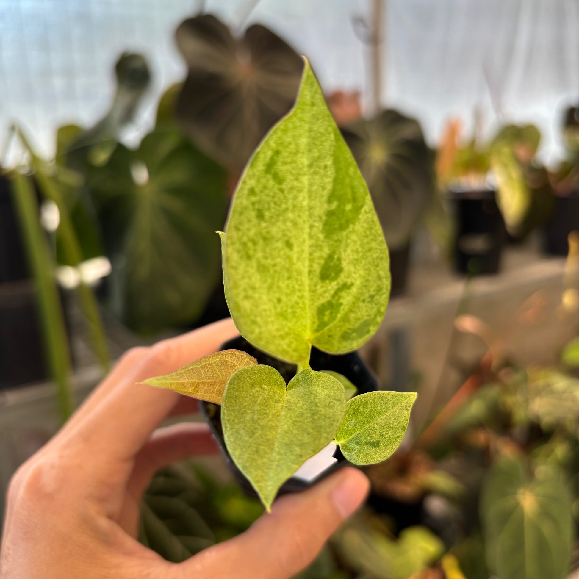 Anthurium Dark Handsome x RVDP Variegated - Indonesian Rare Plants