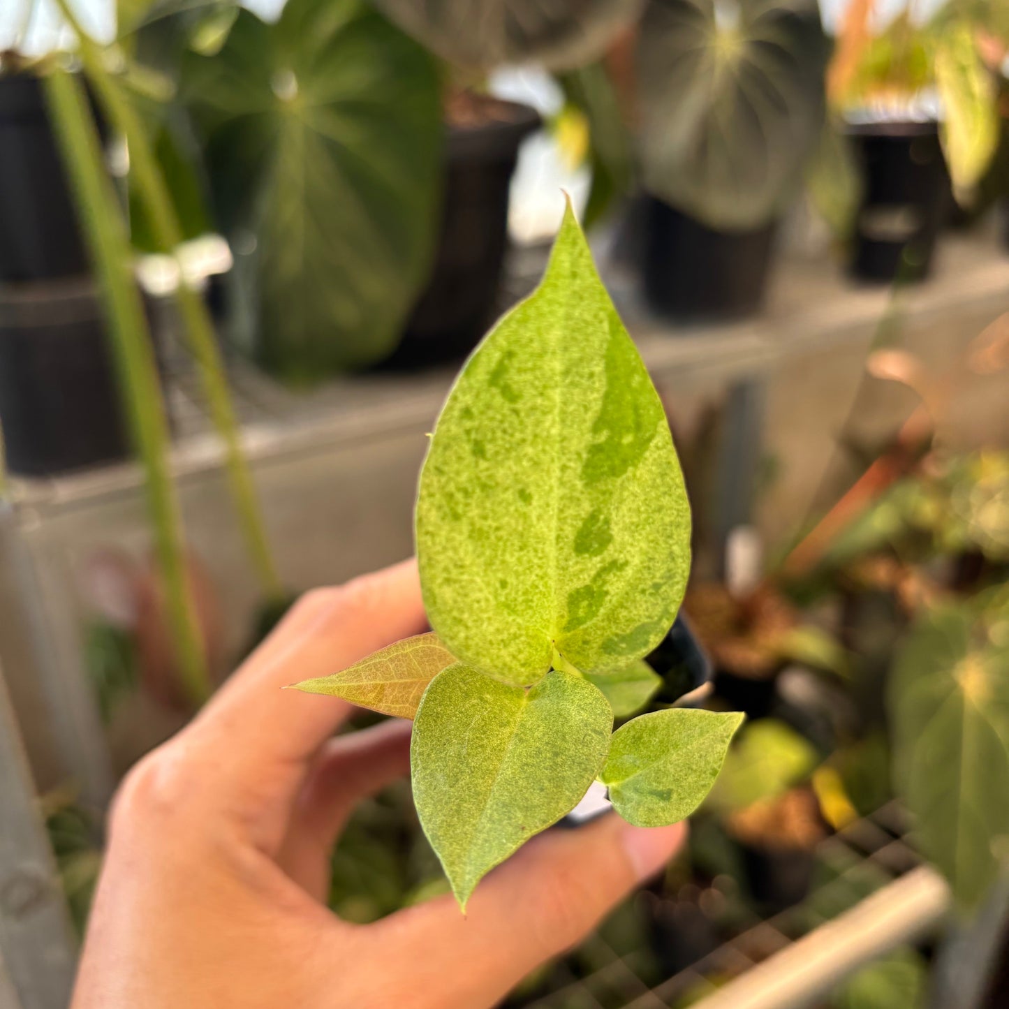 Anthurium Dark Handsome x RVDP Variegated