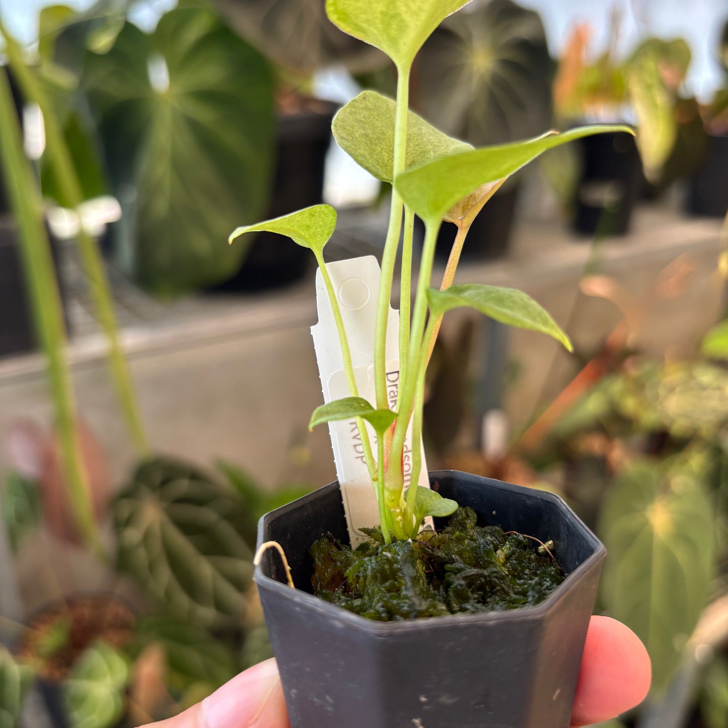 Anthurium Dark Handsome x RVDP Variegated