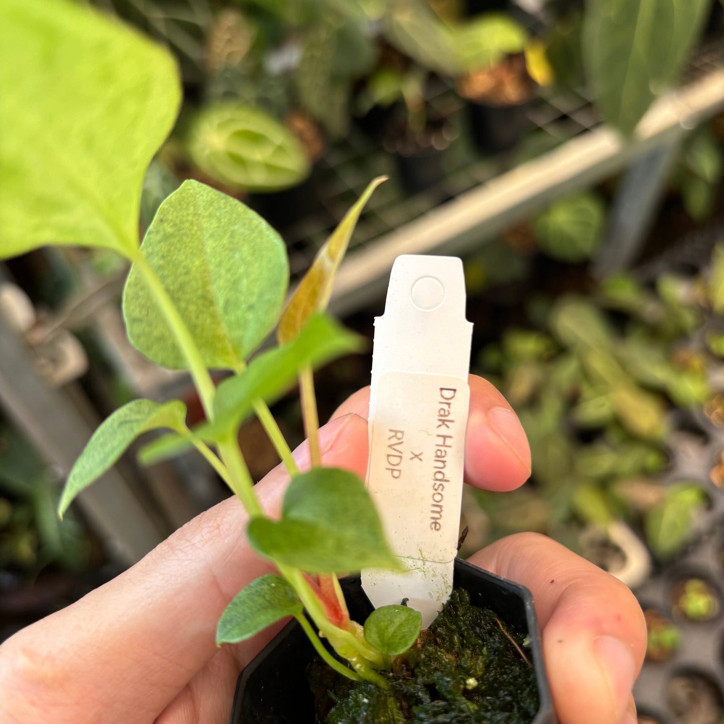 Anthurium Dark Handsome x RVDP Variegated