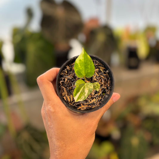 Anthurium Papillilaminum Pink x Twilight Armor - Indonesian Rare Plants