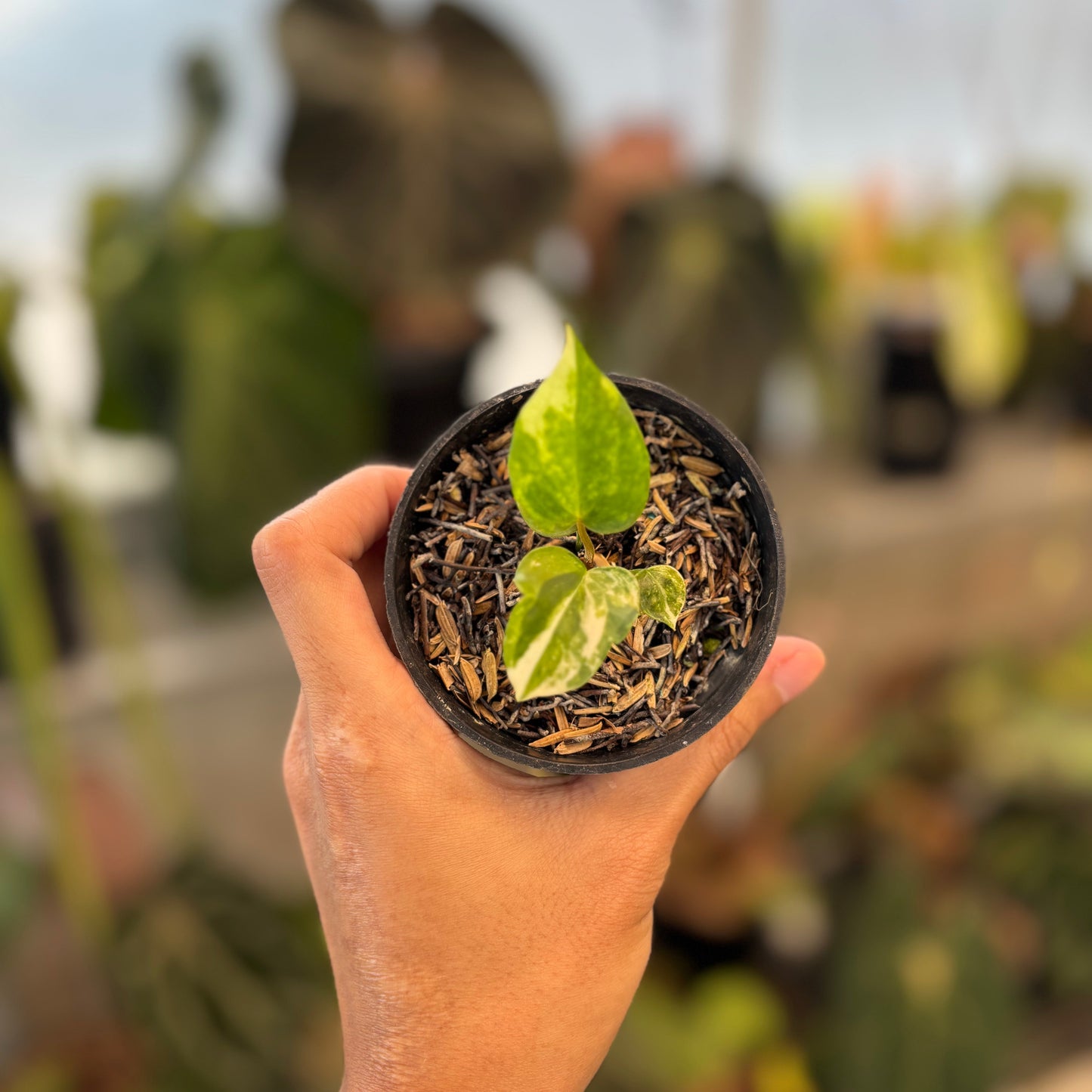 Anthurium Papillilaminum Pink x Twilight Armor