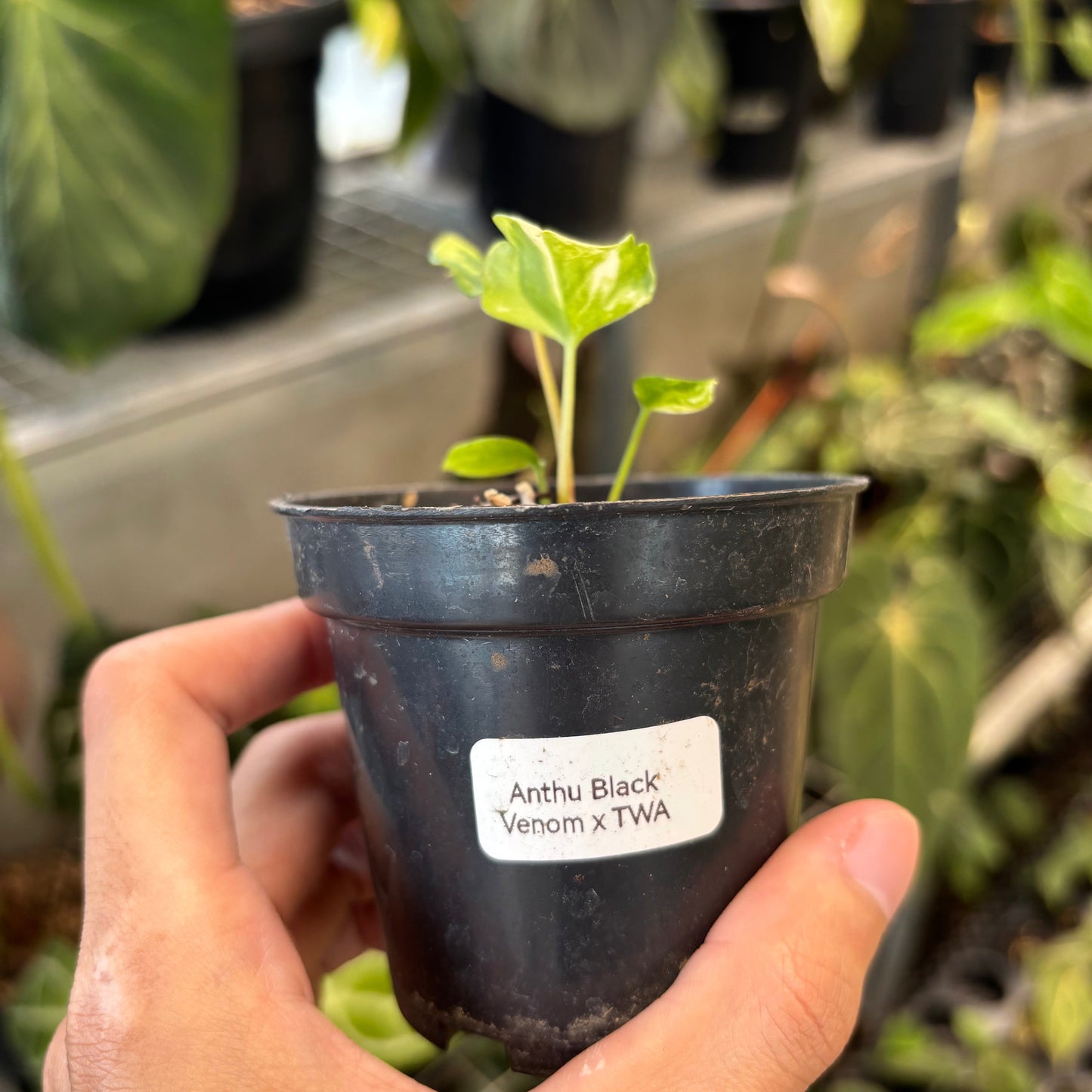Anthurium Black Venom x Twilight Armor