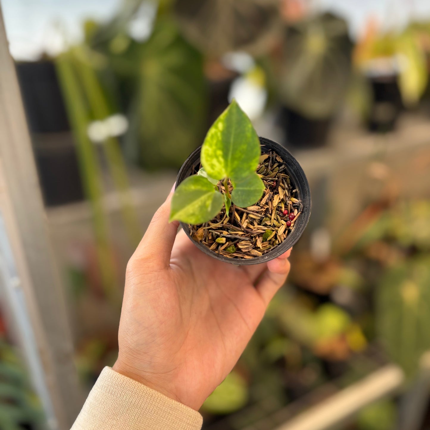 Anthurium Black Venom x Twilight Armor