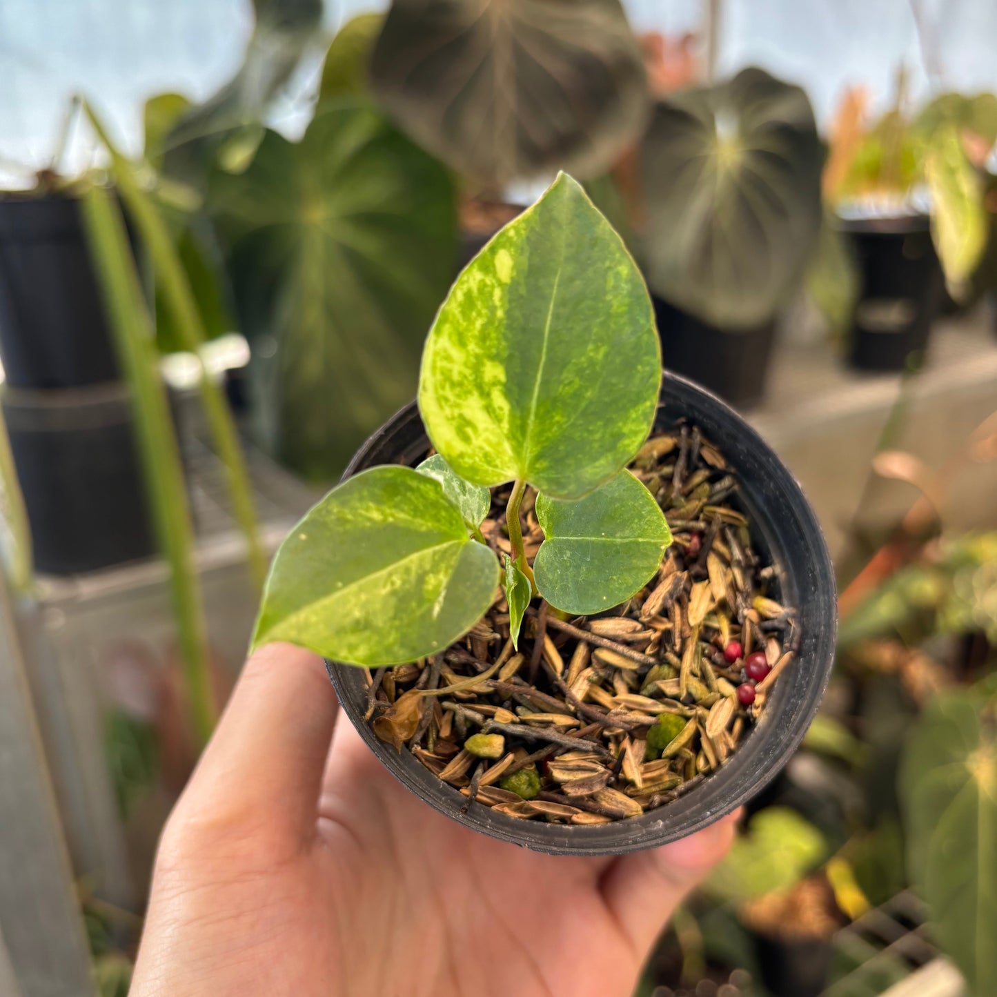 Anthurium Black Venom x Twilight Armor - Indonesian Rare Plants