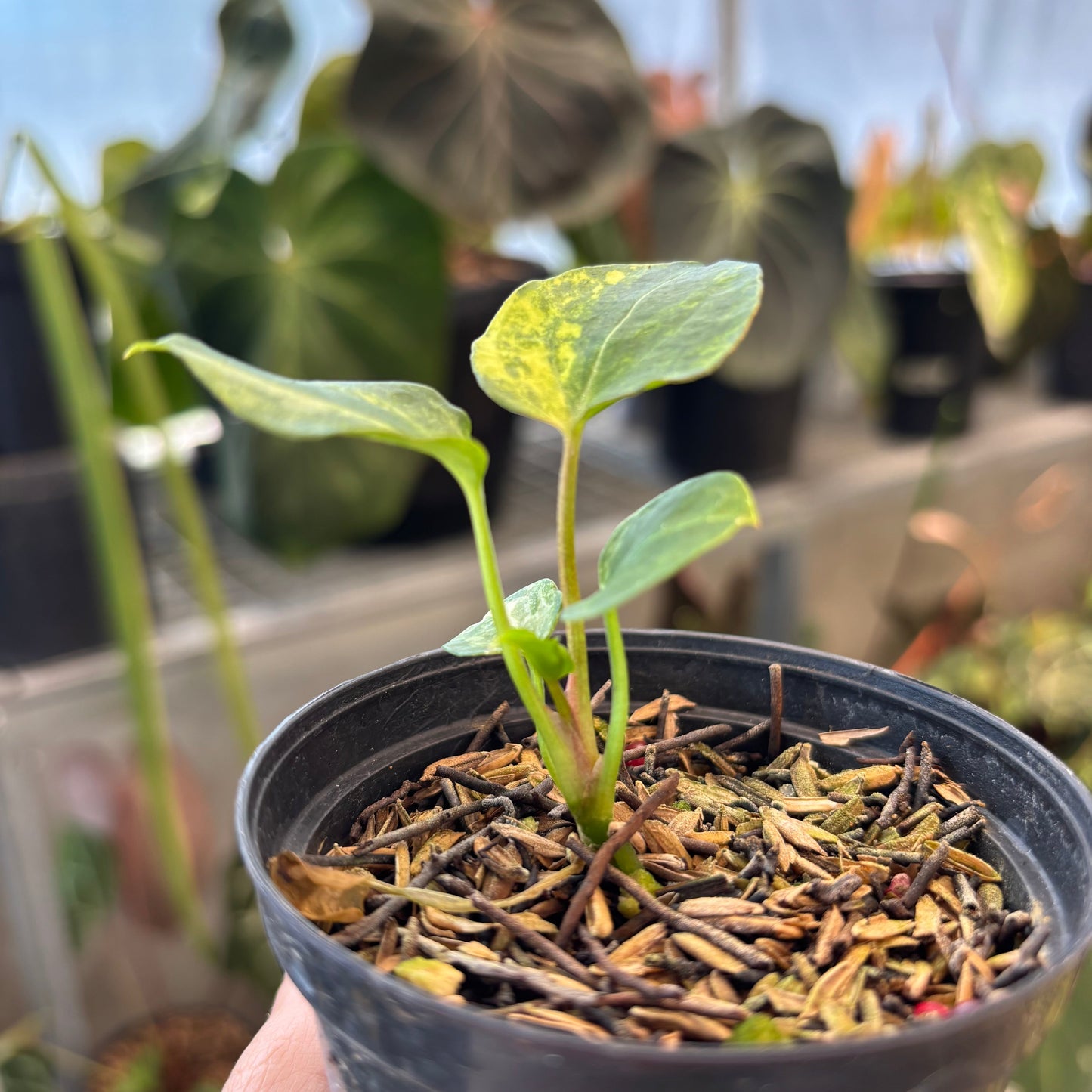 Anthurium Black Venom x Twilight Armor