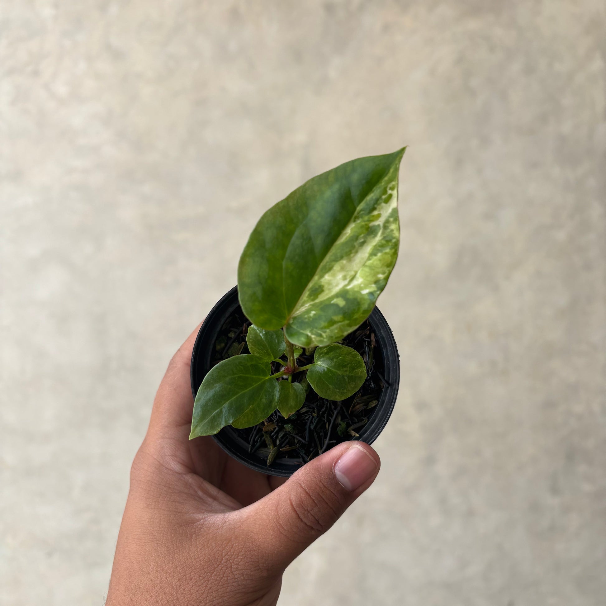Anthurium Papillilaminum Pink x Luxurians - Indonesian Rare Plants