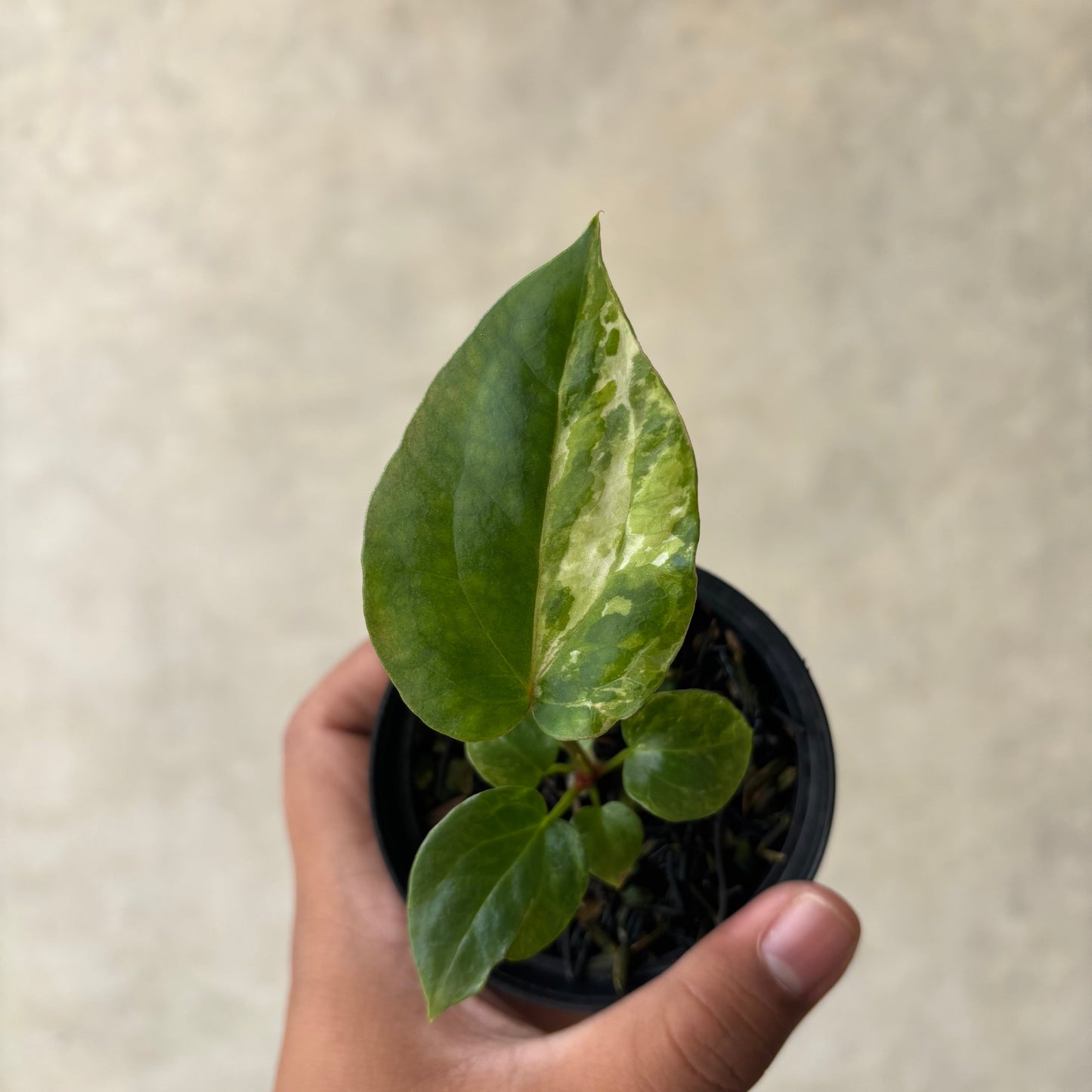 Anthurium Papillilaminum Pink x Luxurians