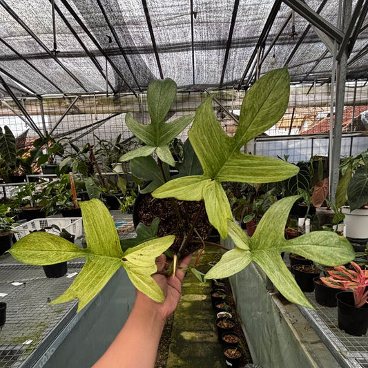 Philodendron Florida Ghost — rare Indonesian plant