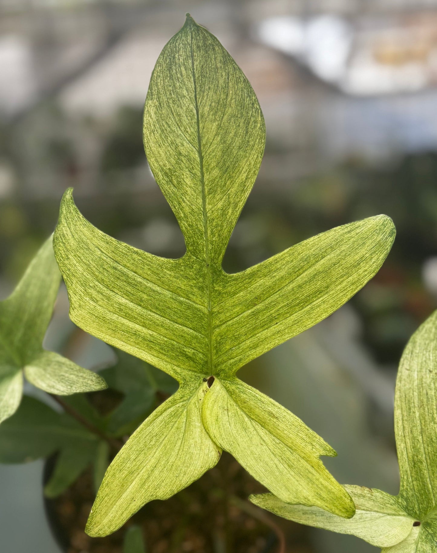 Philodendron Florida Ghost — photo 2