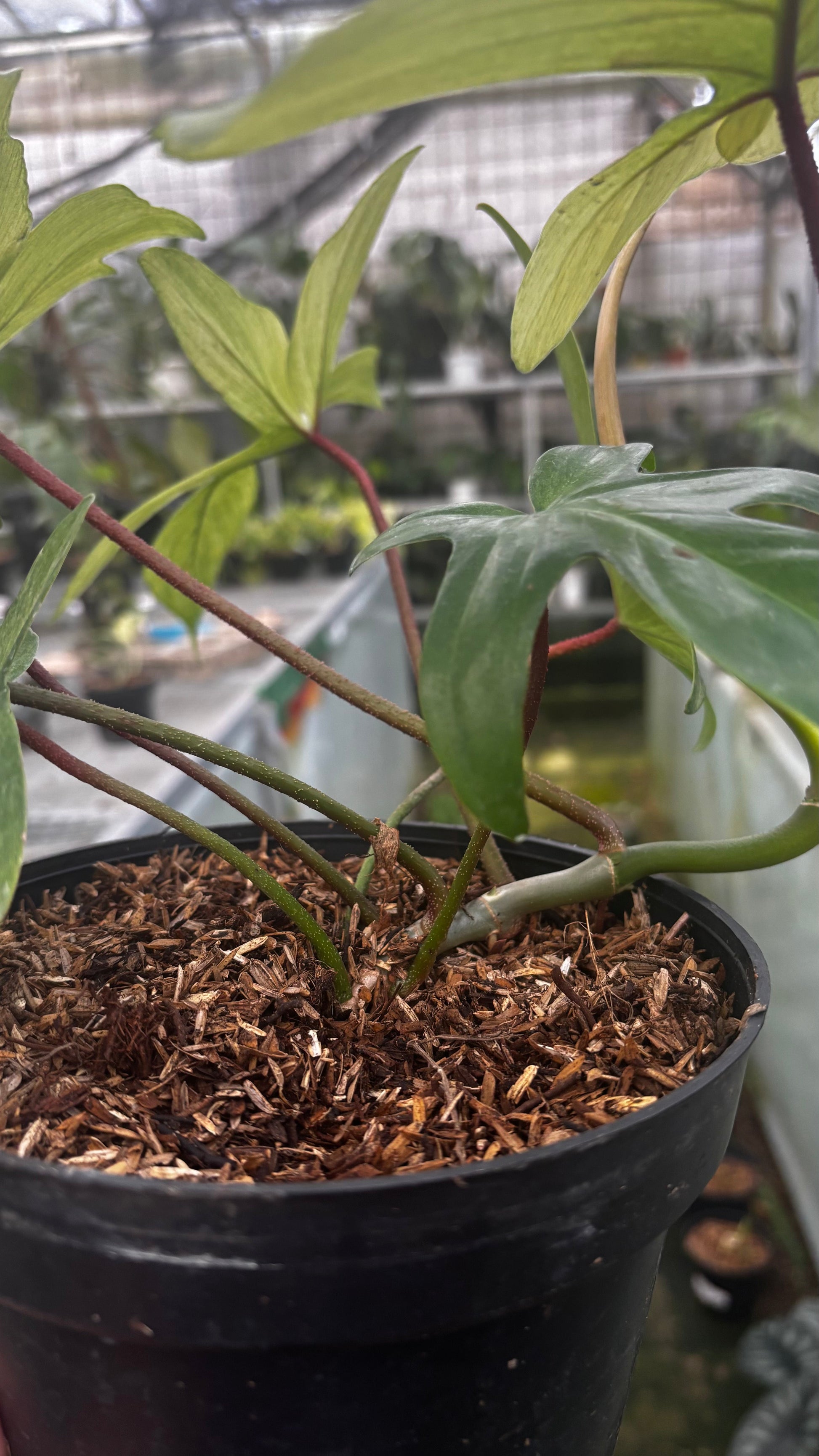 Philodendron Florida Ghost — photo 3