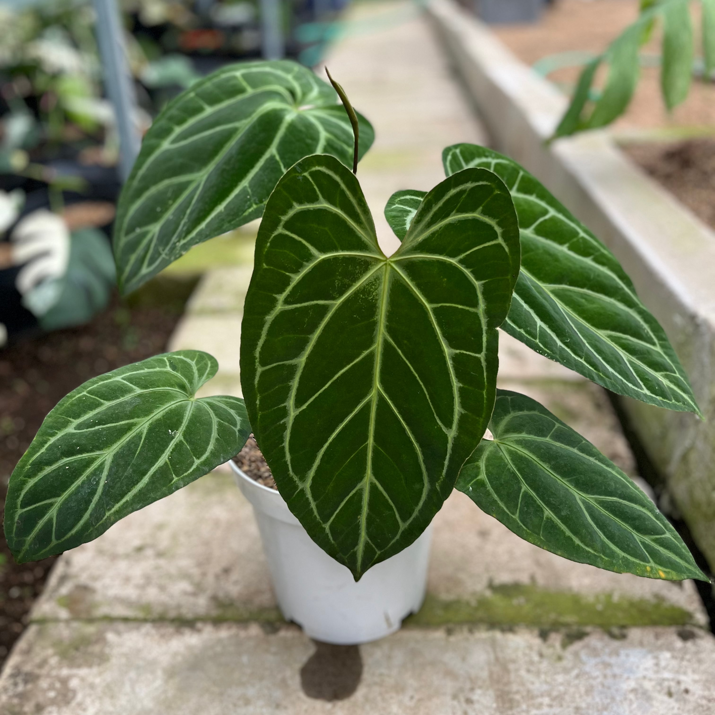 Anthurium Crystallinum Butterfly - Indonesian Rare Plants