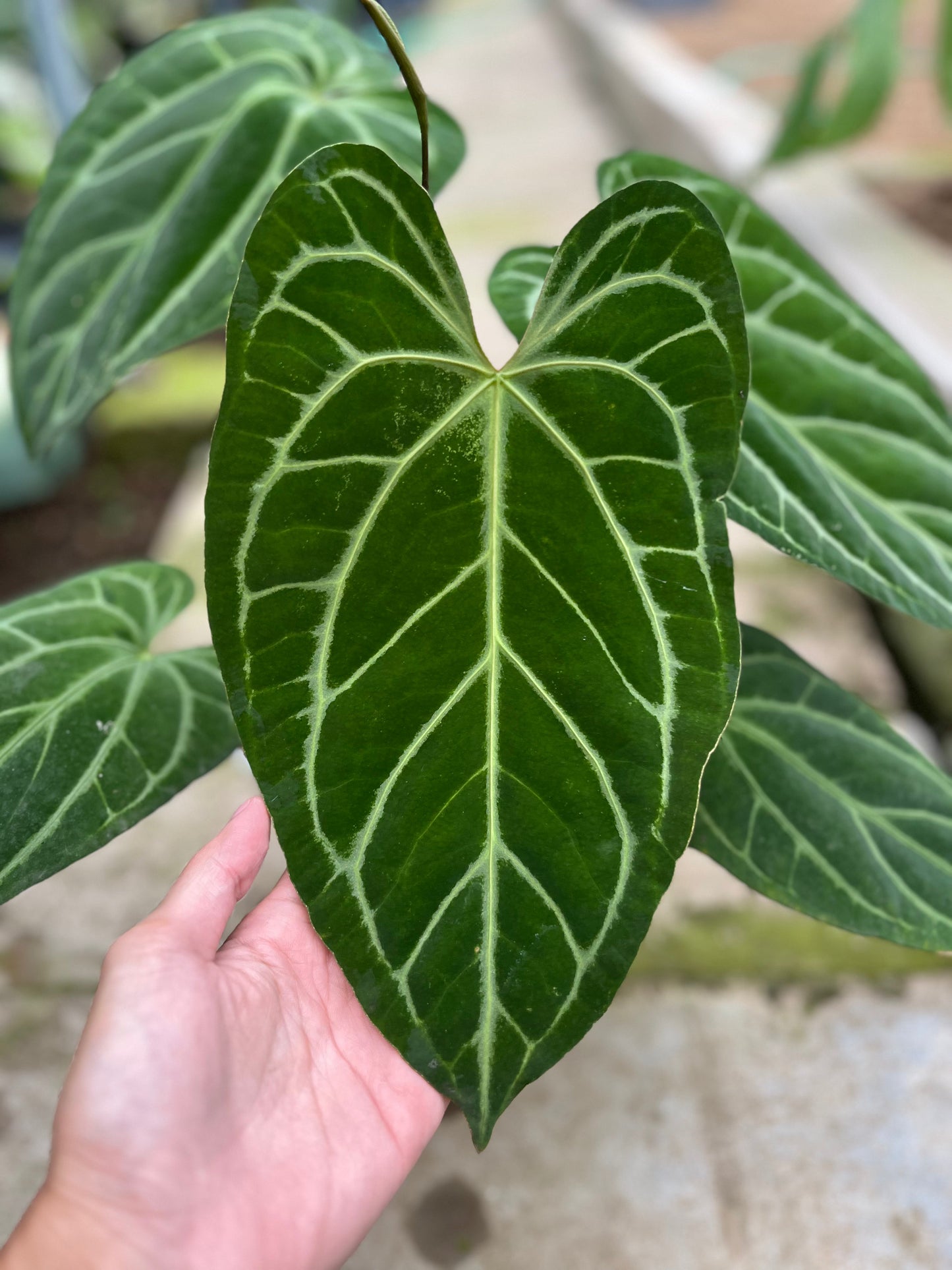 Anthurium Crystallinum Butterfly