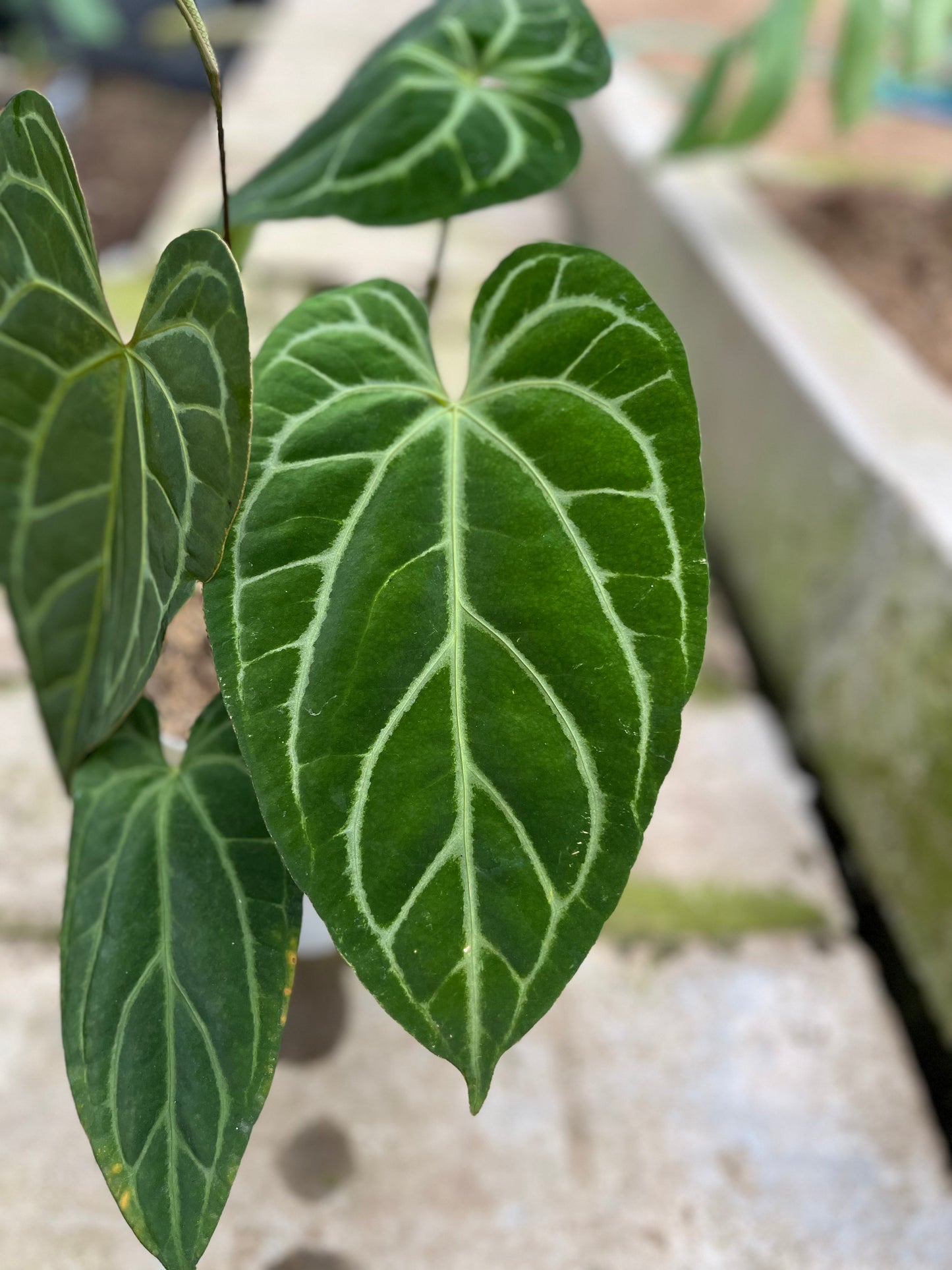 Anthurium Crystallinum Butterfly