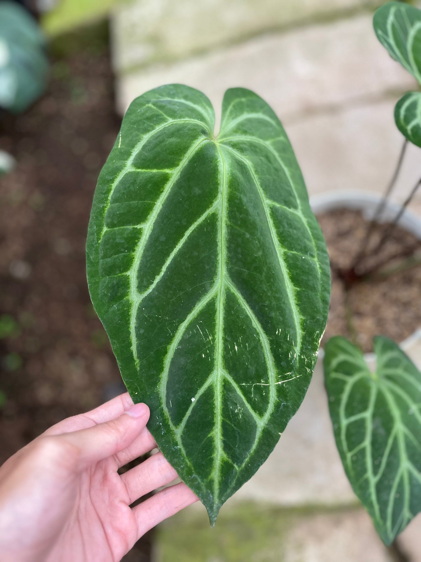 Anthurium Crystallinum Butterfly