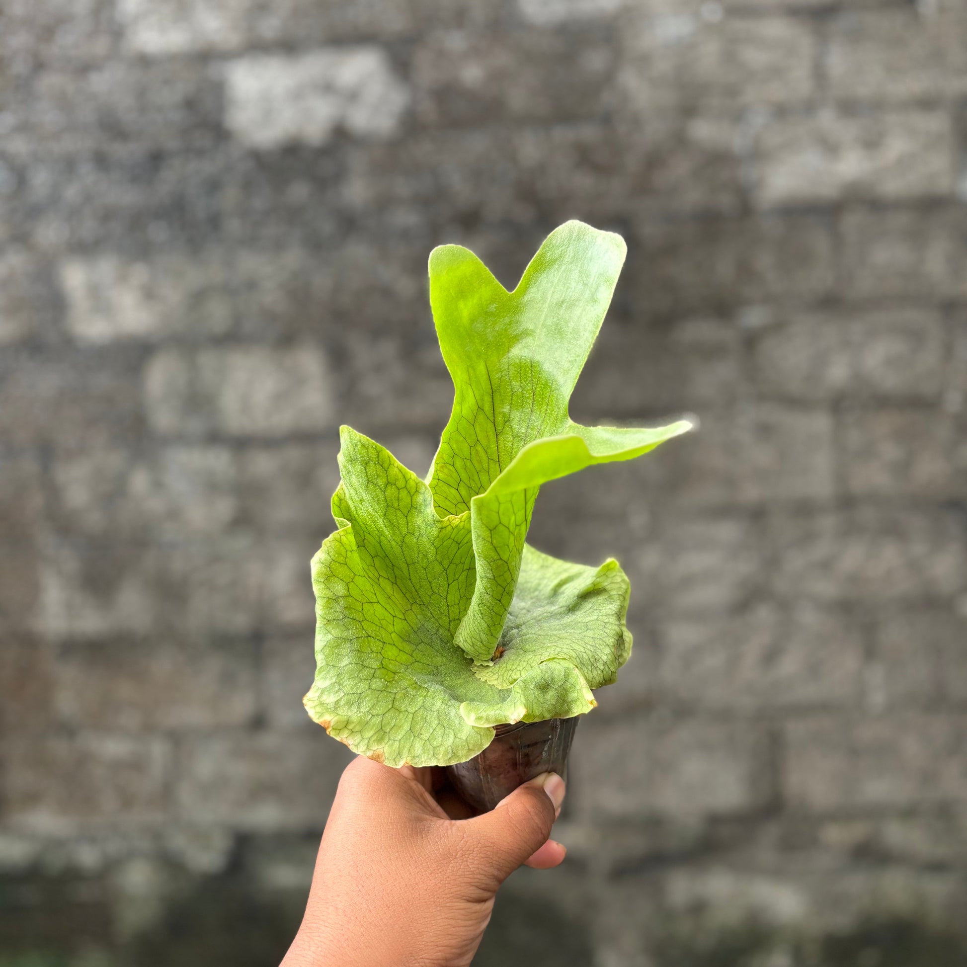 Platycireum Wandae - Indonesian Rare Plants