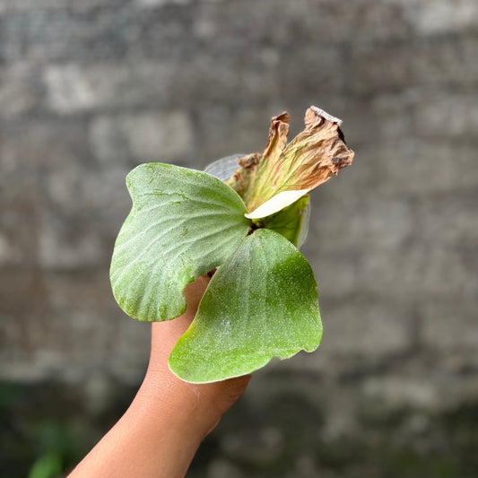 Platycireum Elephantotis - Indonesian Rare Plants