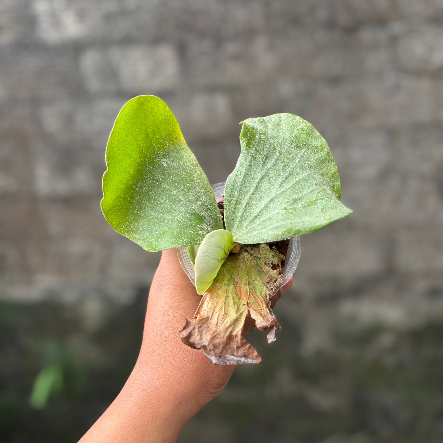 Platycerium Elephantotis — photo 2