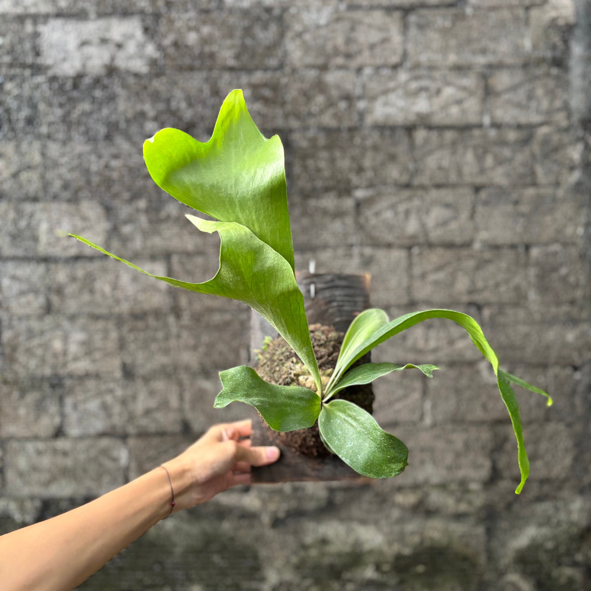 Platycireum Hilli - Indonesian Rare Plants
