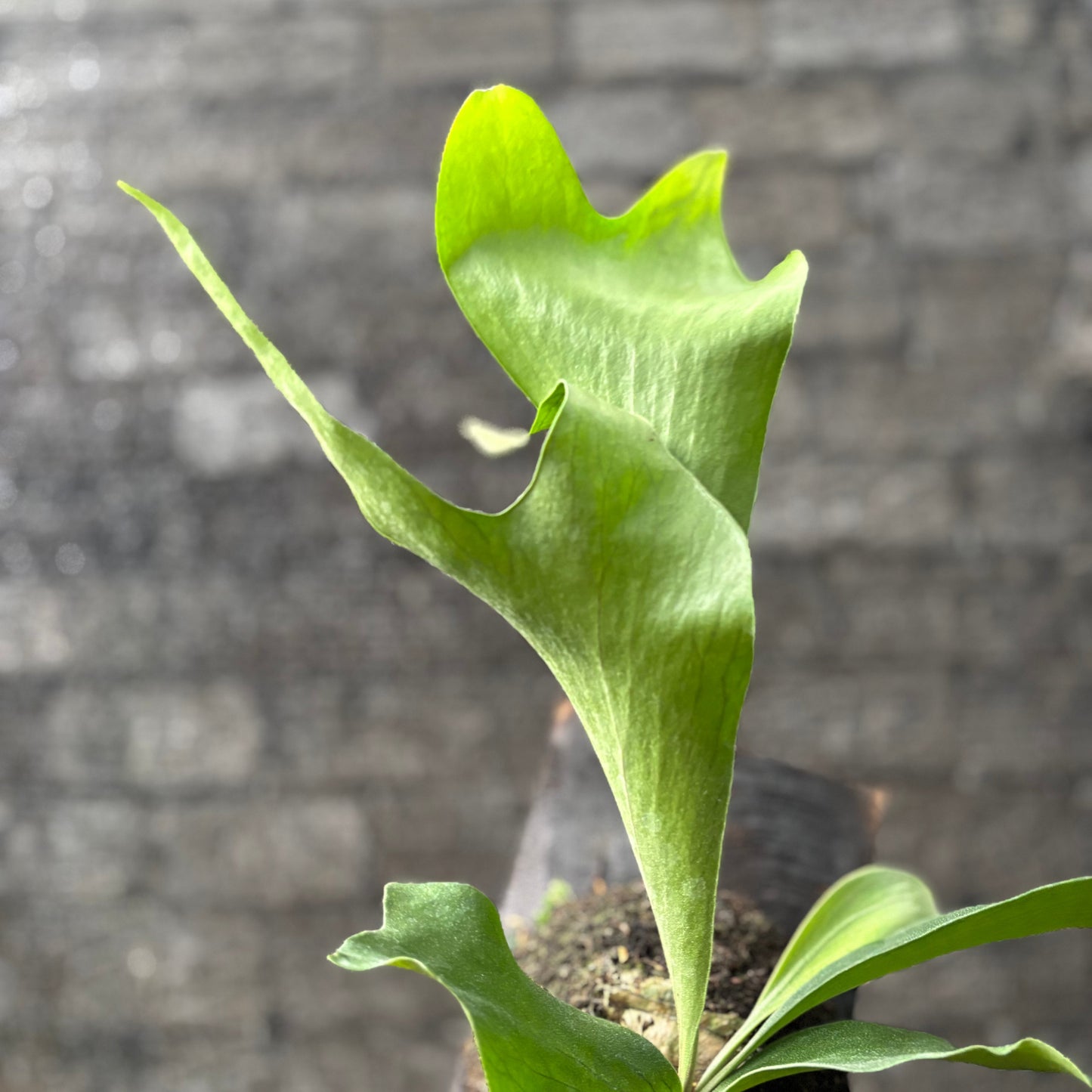 Platycireum Hilli