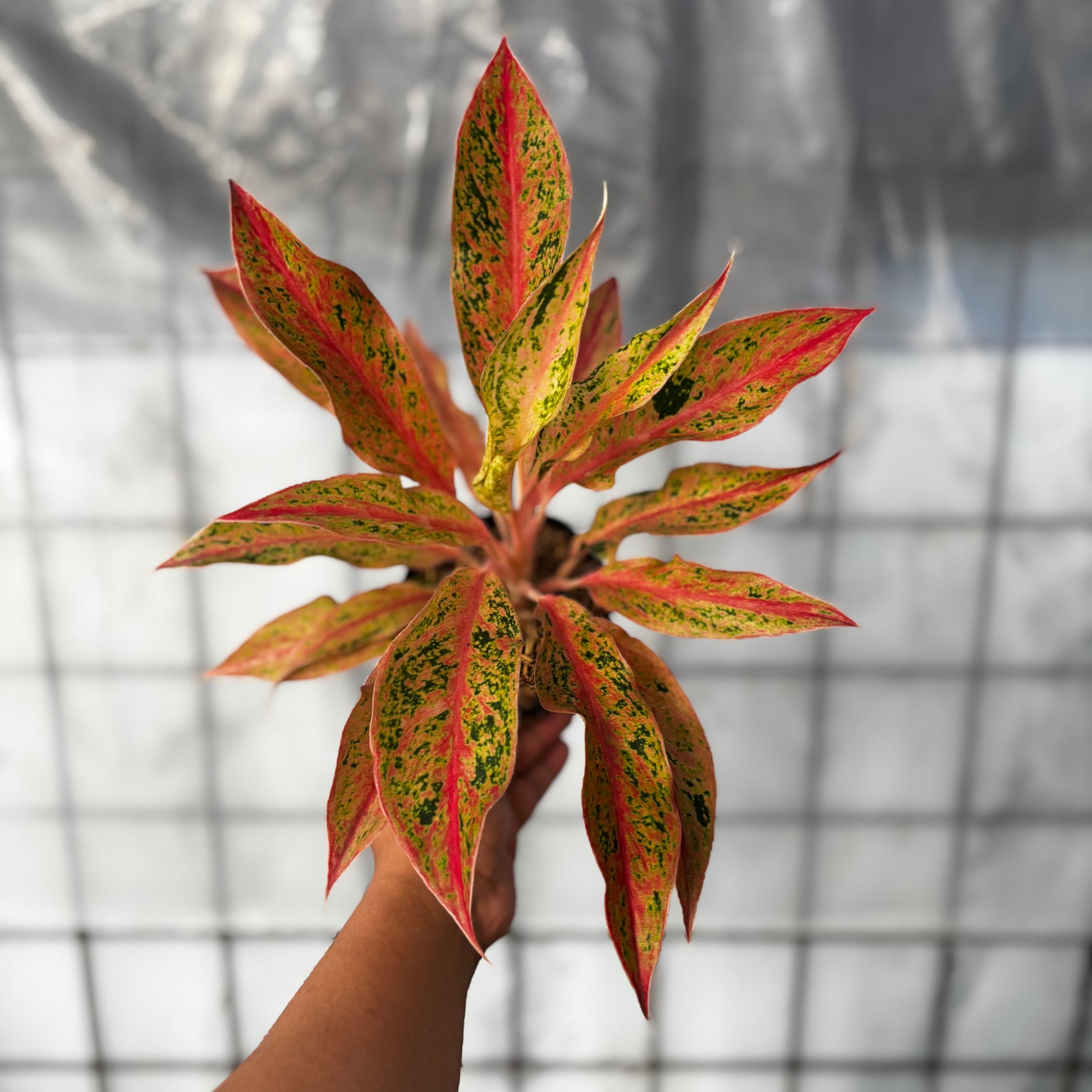 Aglaonema Prosperity - Indonesian Rare Plants