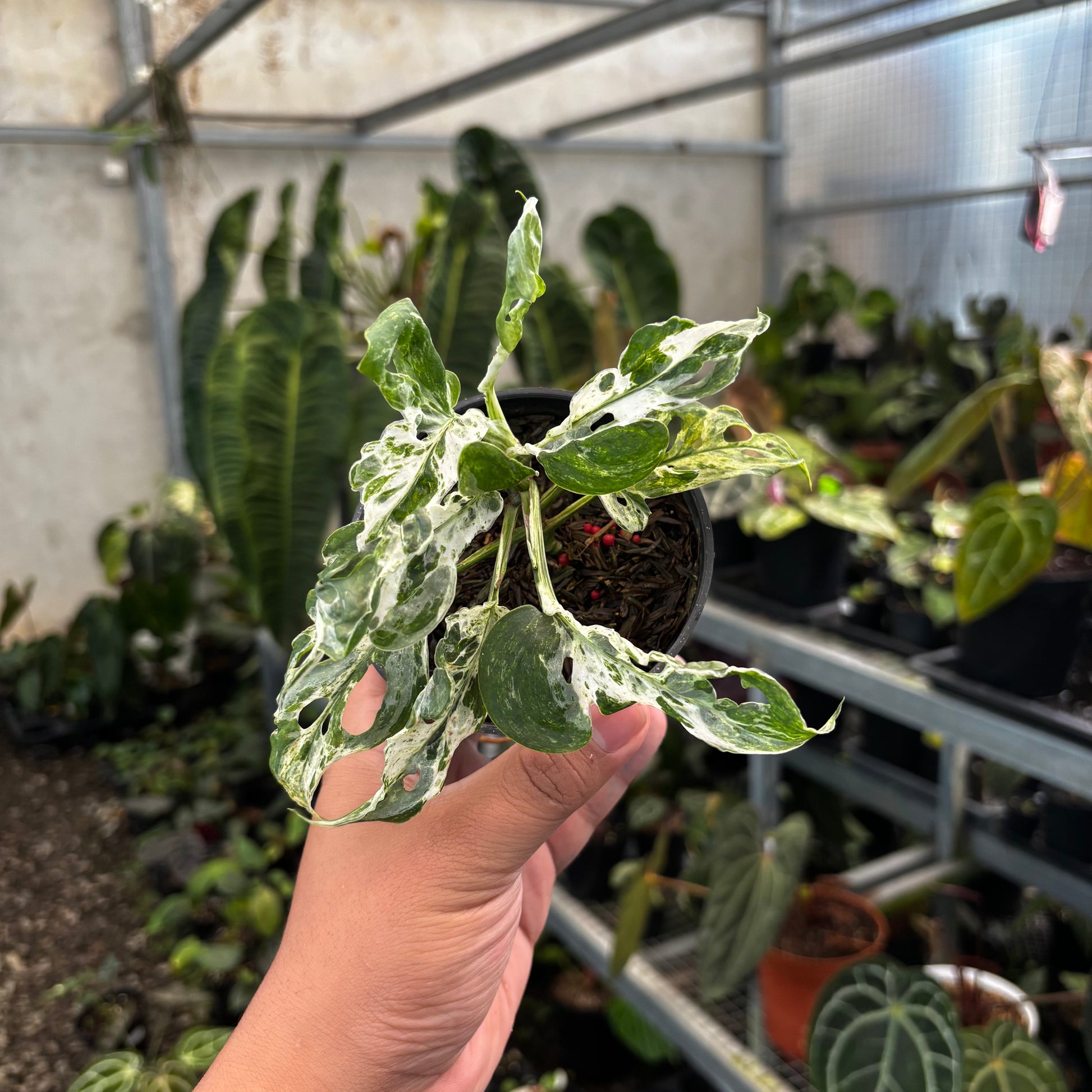 Monstera Adansoni Mottled — rare Indonesian plant