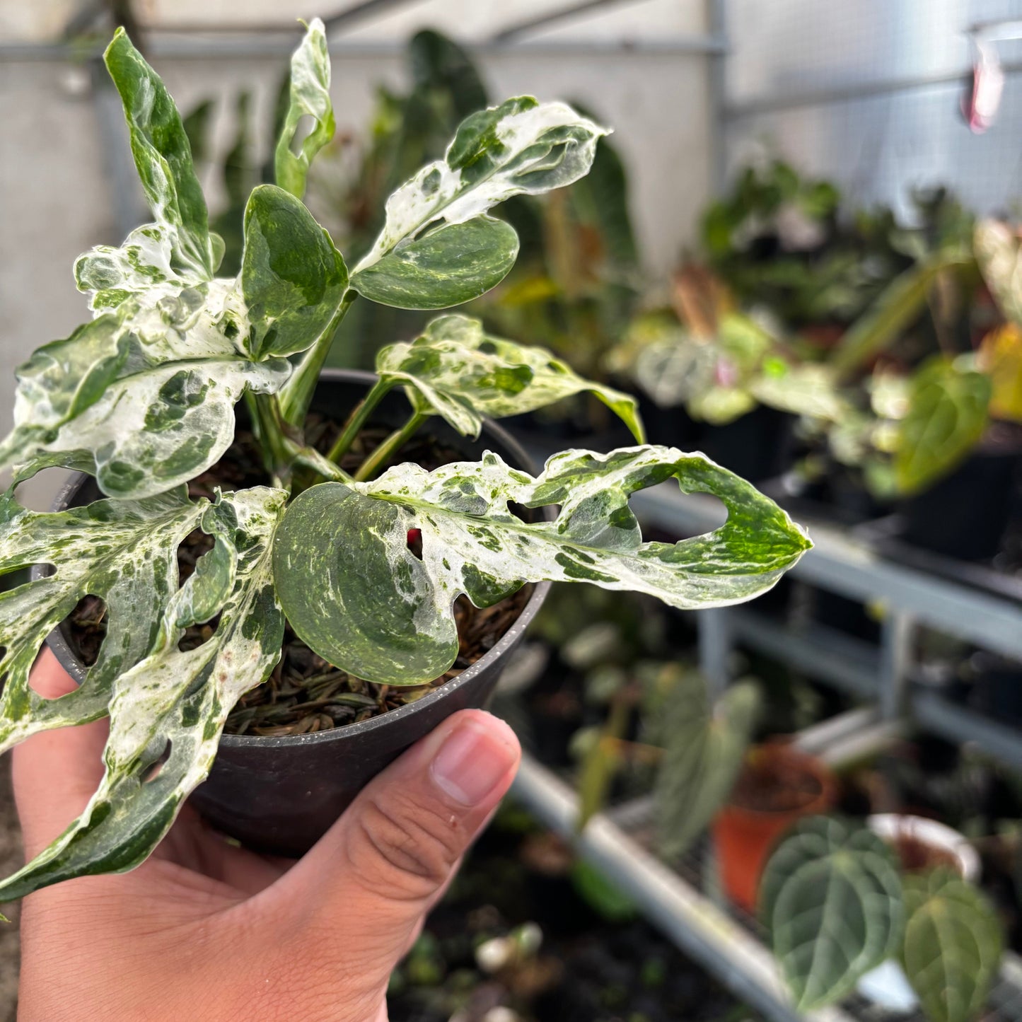 Monstera Adansoni Mottled — photo 3