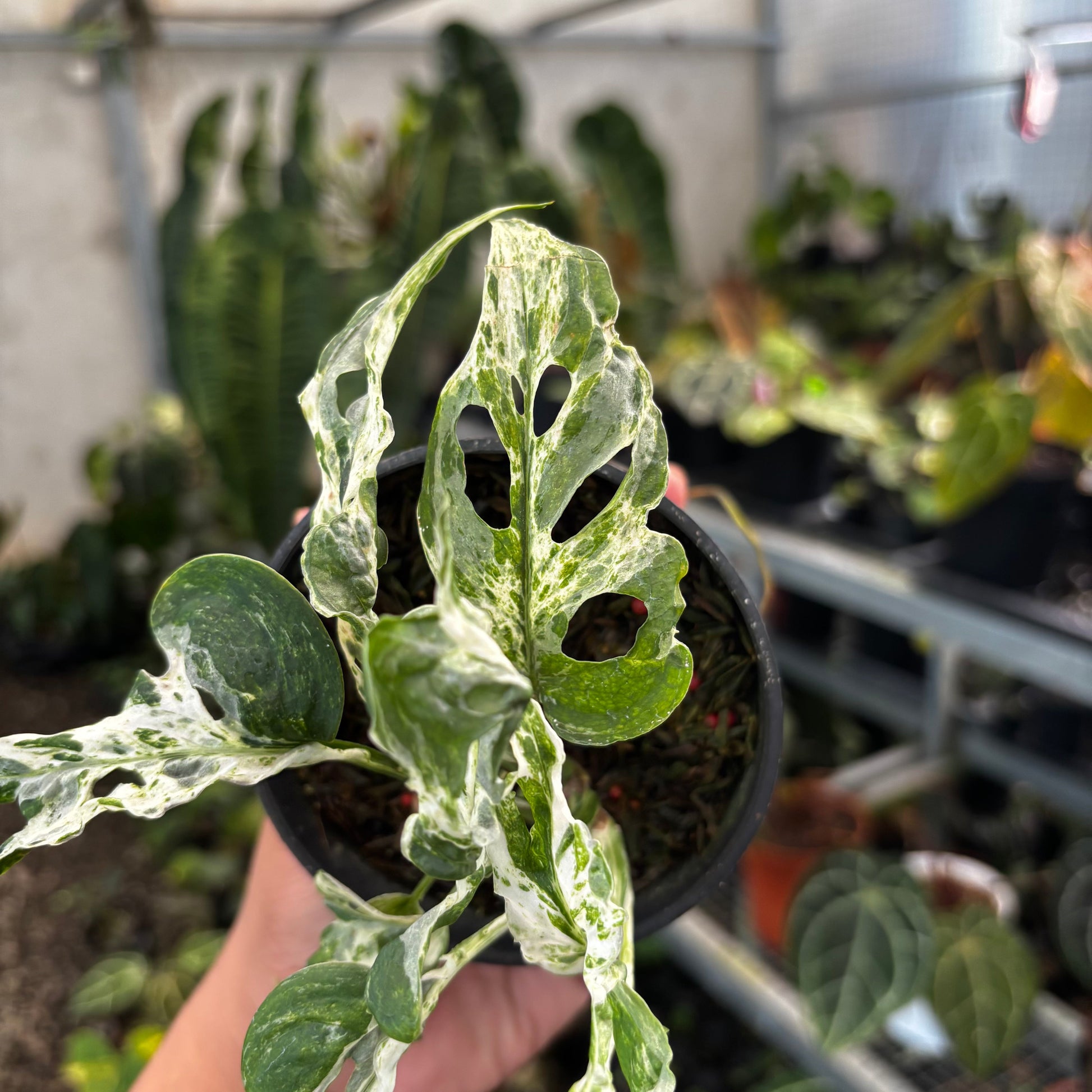 Monstera Adansoni Mottled — photo 4