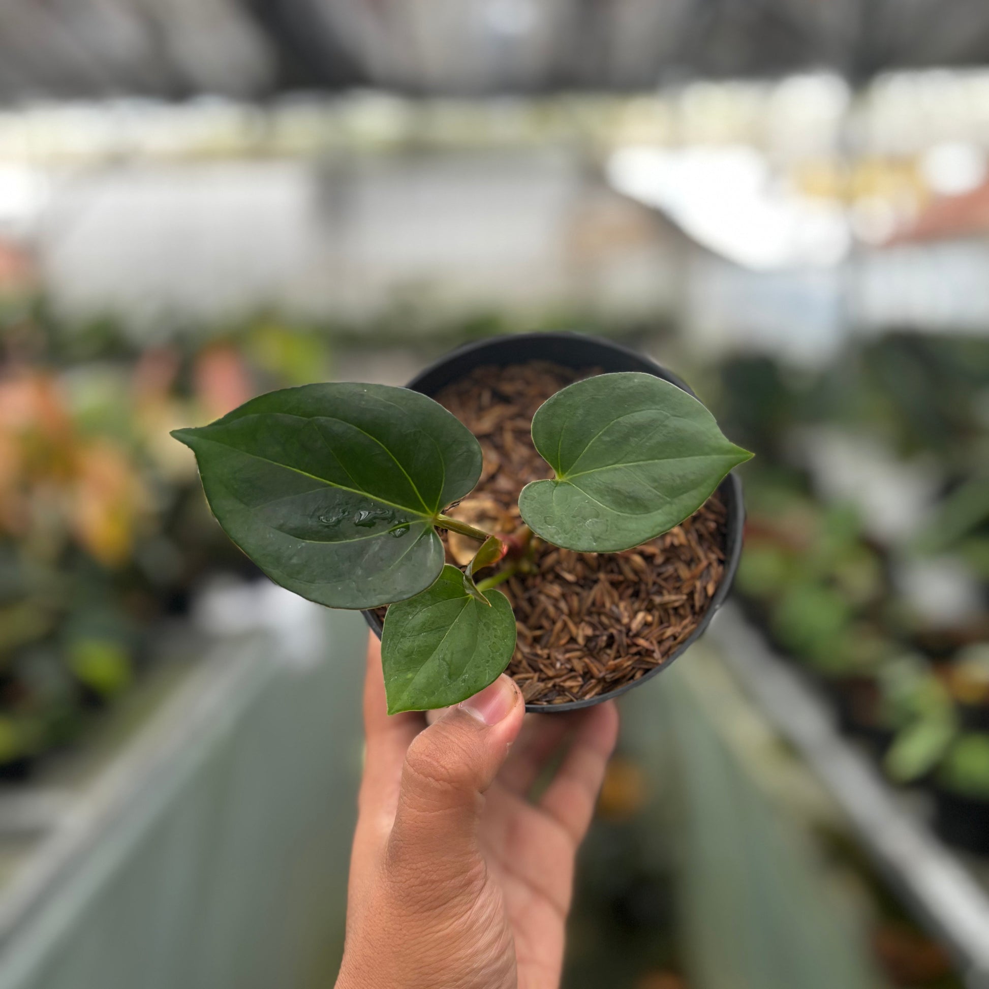 Anthurium King of Spades Small Size - Indonesian Rare Plants