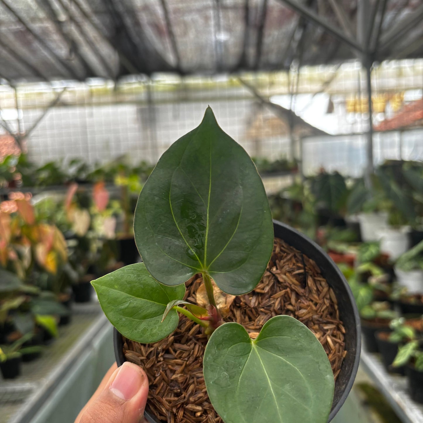 Anthurium King of Spades Small Size
