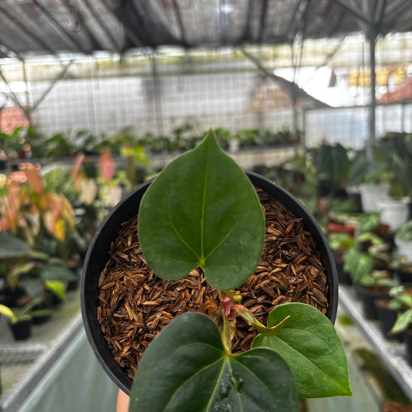 Anthurium King of Spades Small Size