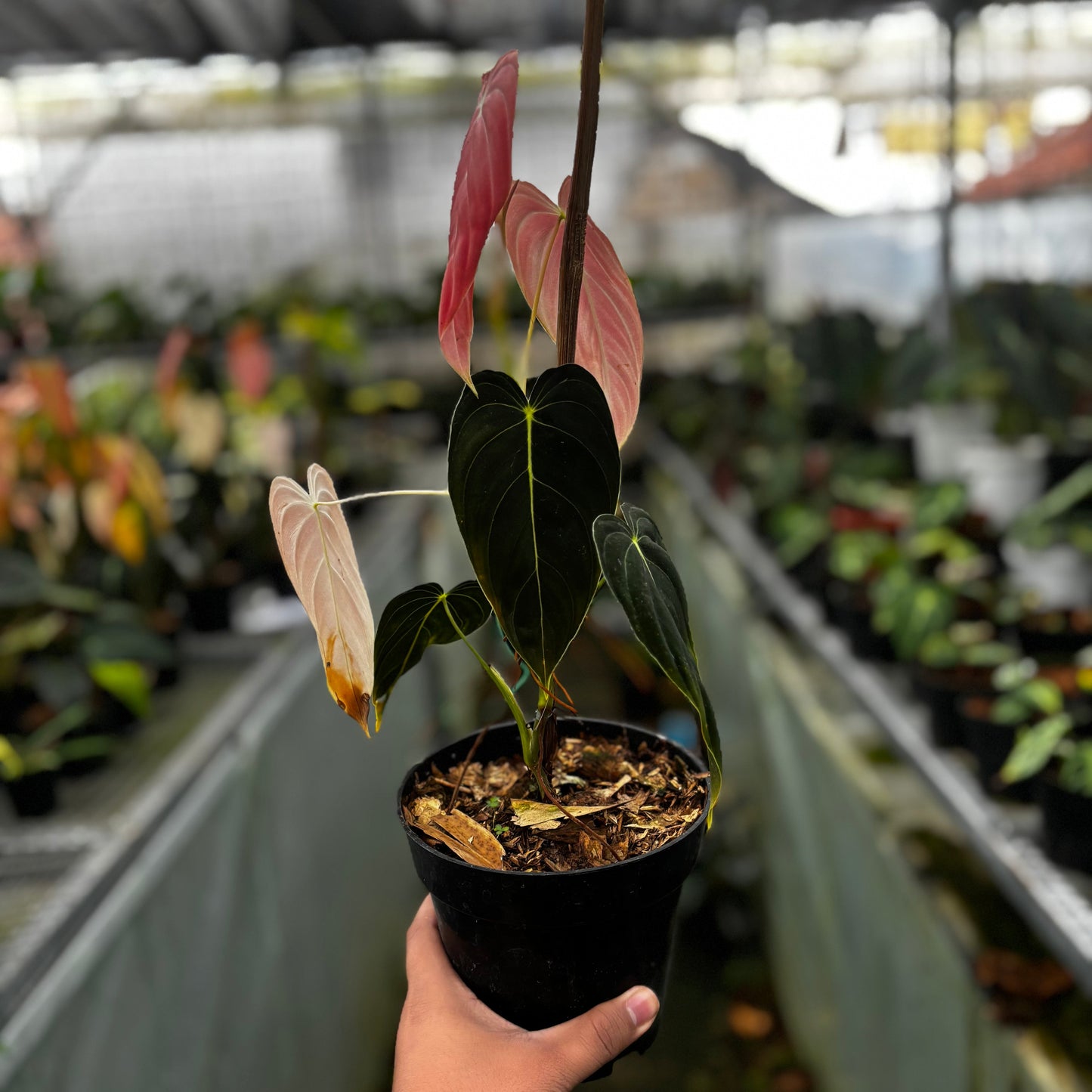 Philodendron Melanochrysum Pink