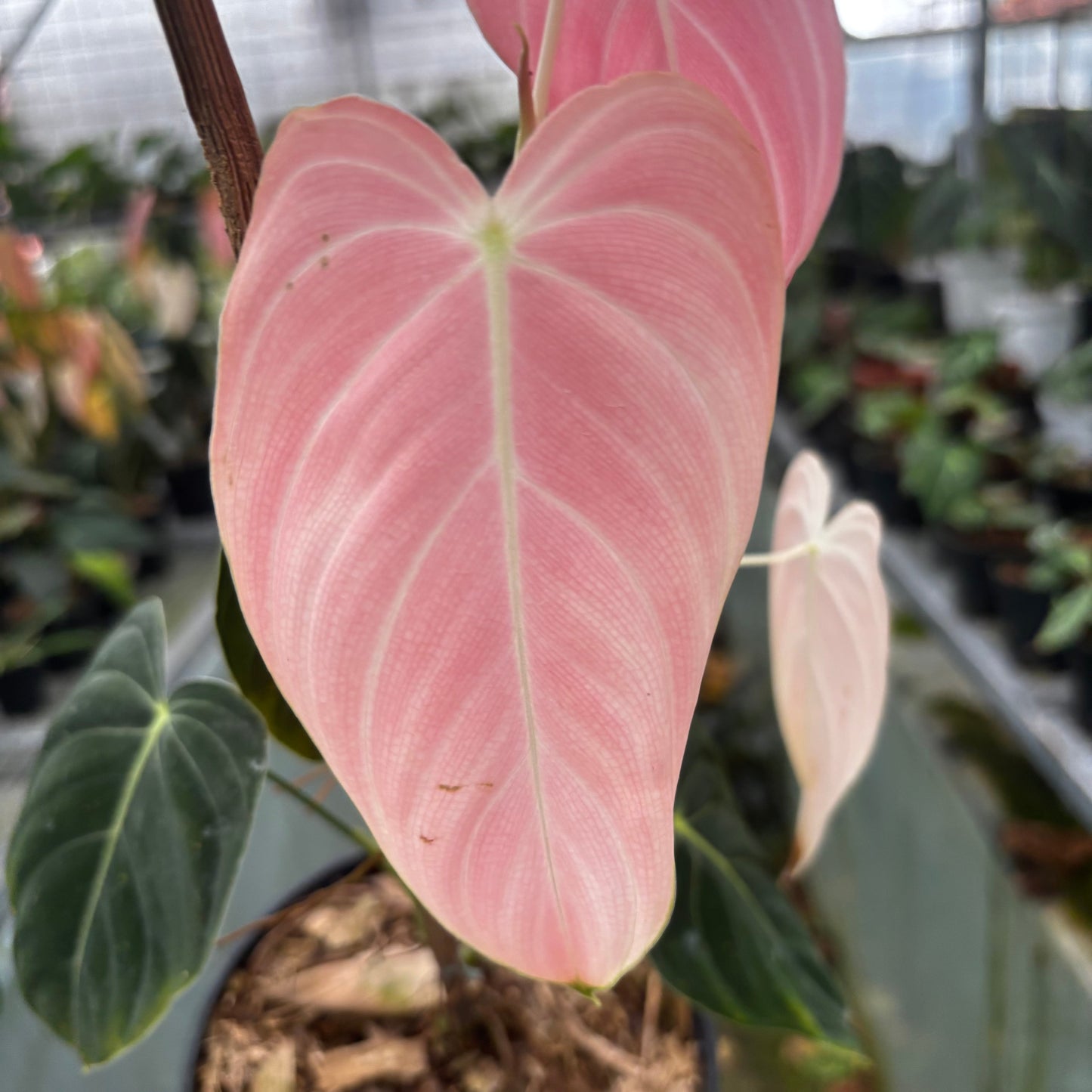 Philodendron Melanochrysum Pink