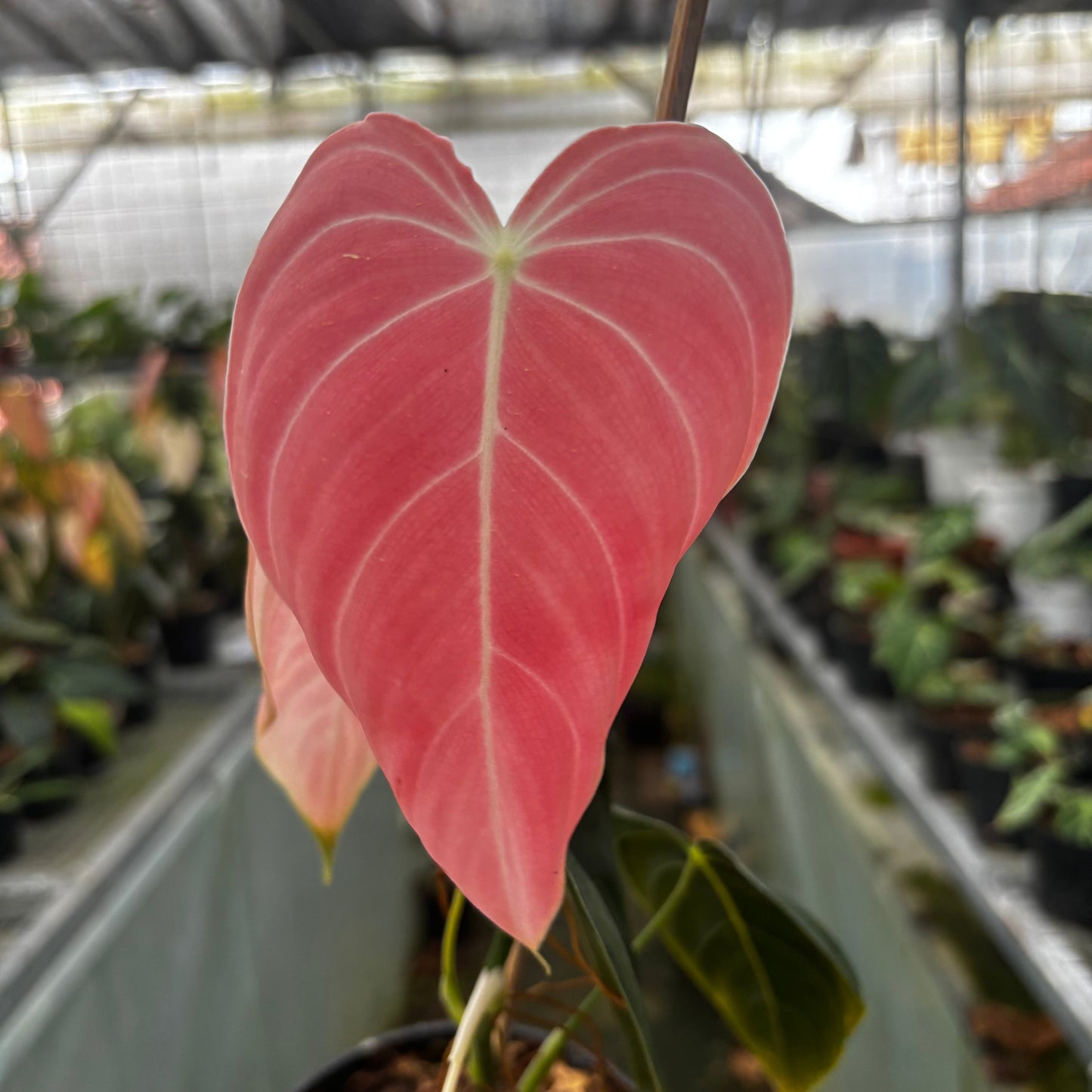 Philodendron Melanochrysum Pink