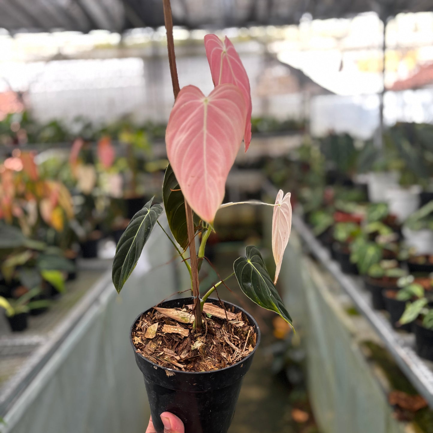 Philodendron Melanochrysum Pink