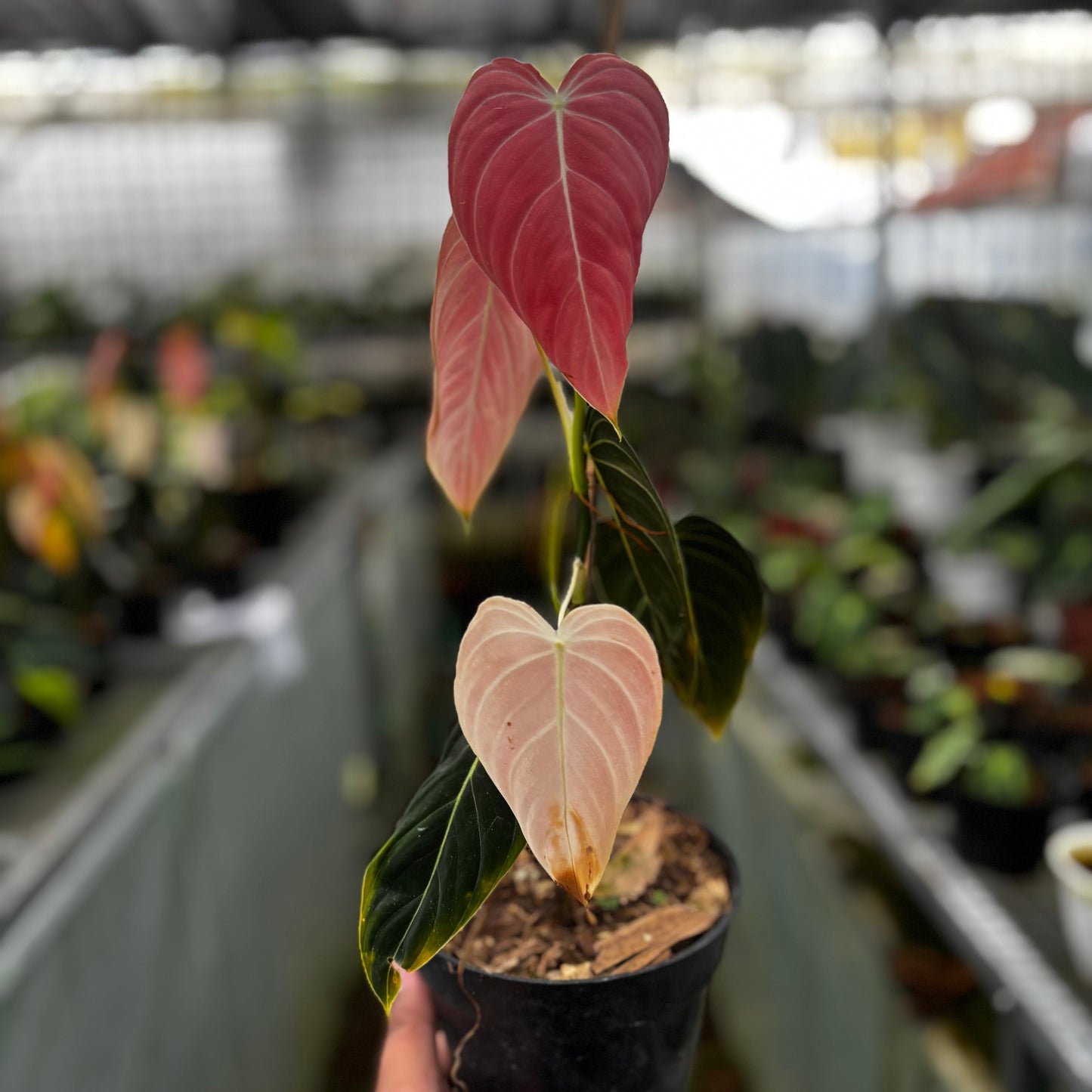 Philodendron Melanochrysum Pink - Indonesian Rare Plants