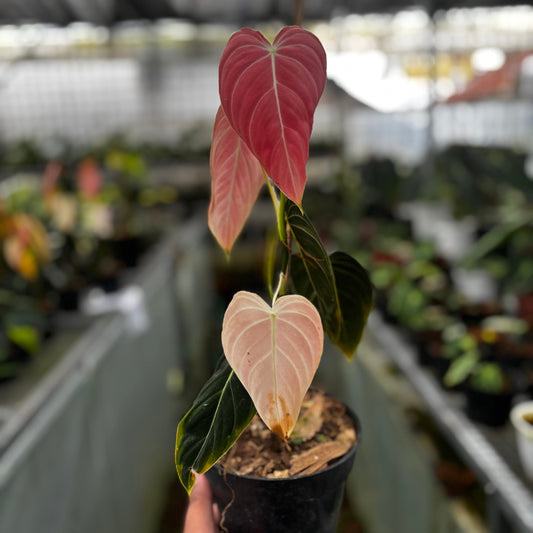Philodendron Melanochrysum Pink - Indonesian Rare Plants