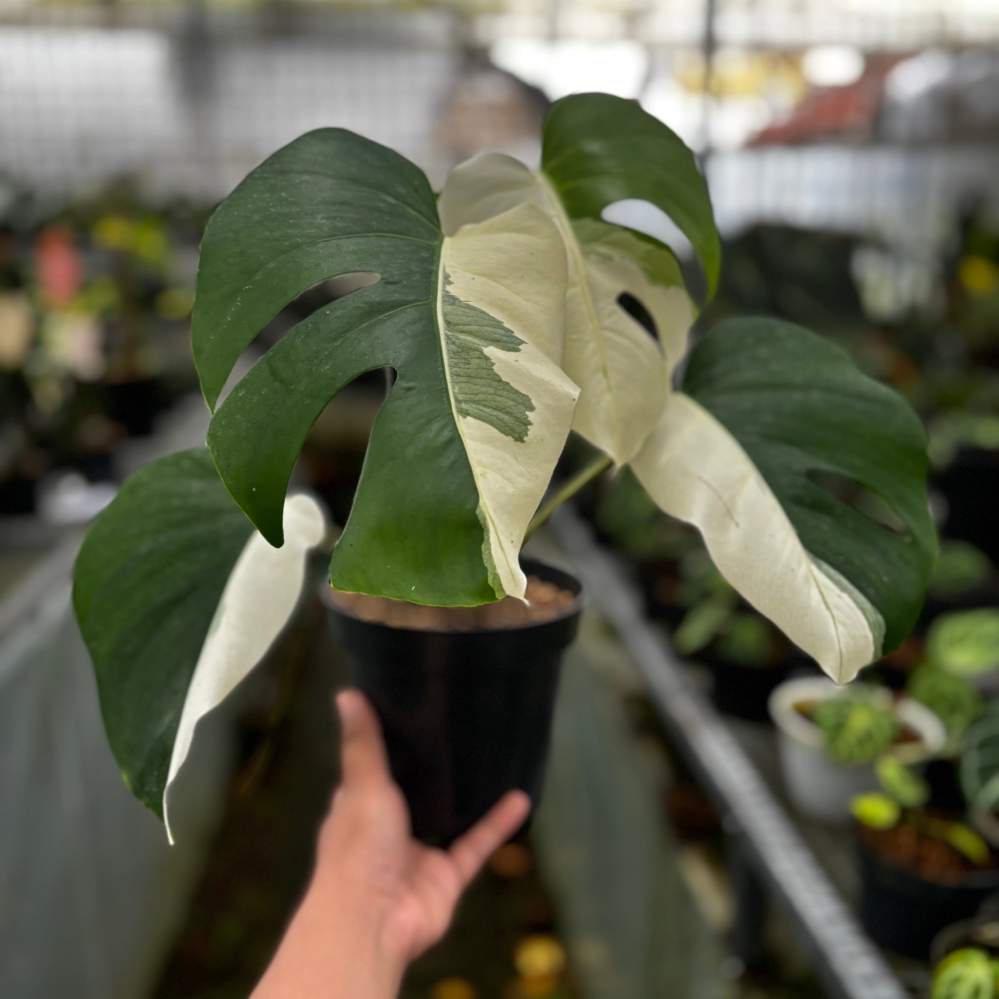 Monstera Albo Halfmoon Variegated - Indonesian Rare Plants