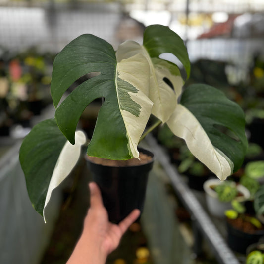 Monstera Albo Halfmoon Variegated - Indonesian Rare Plants