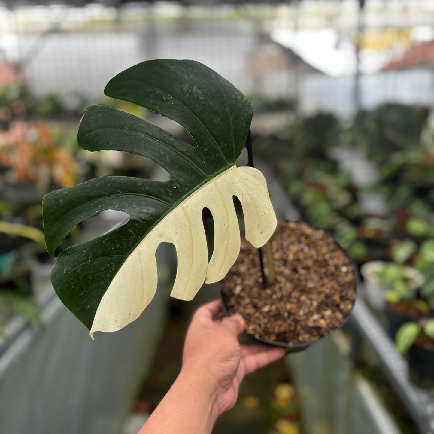 Monstera Albo Halfmoon Cutting - 1 Leaf — rare Indonesian plant