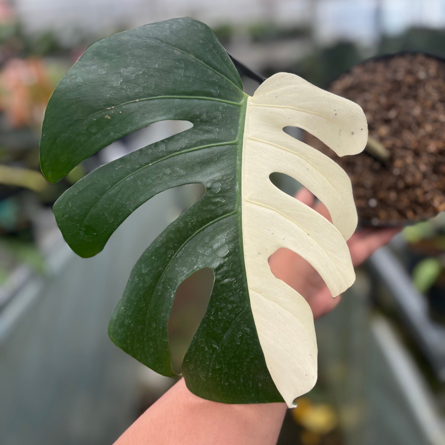 Monstera Albo Halfmoon Cutting - 1 Leaf — photo 2