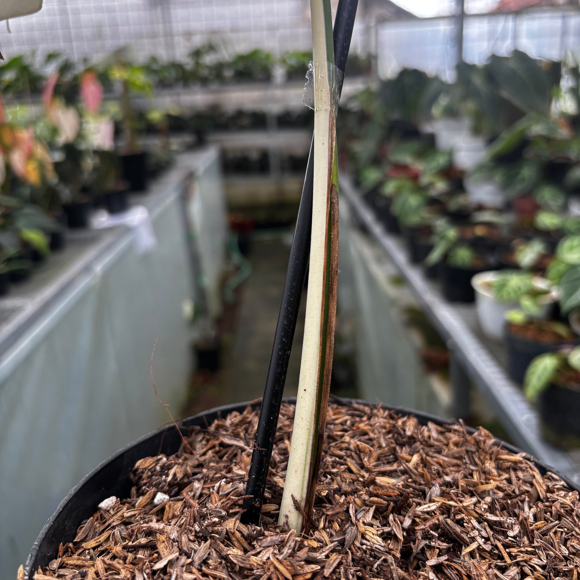 Monstera Albo Halfmoon Cutting - 1 Leaf — photo 3