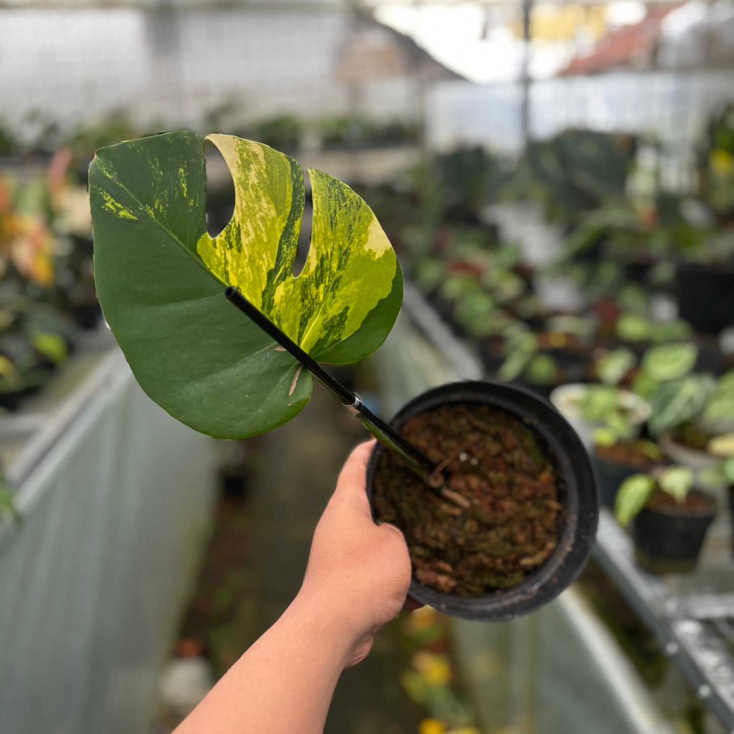 Monstera Marmorata Variegated Cutting - 1 Leaf — rare Indonesian plant
