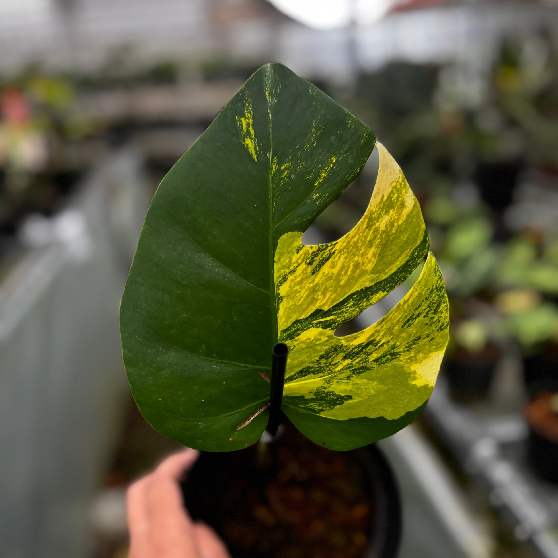 Monstera Marmorata Variegated Cutting - 1 Leaf — photo 2